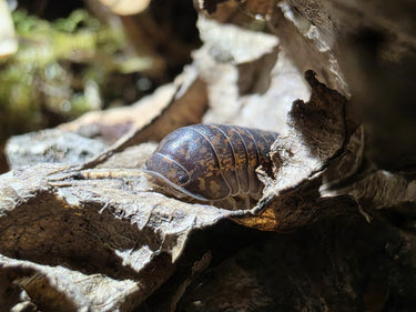 Nakar Isopods (Fillipinodillo sp) - Isopods For Sale UK | PostPods